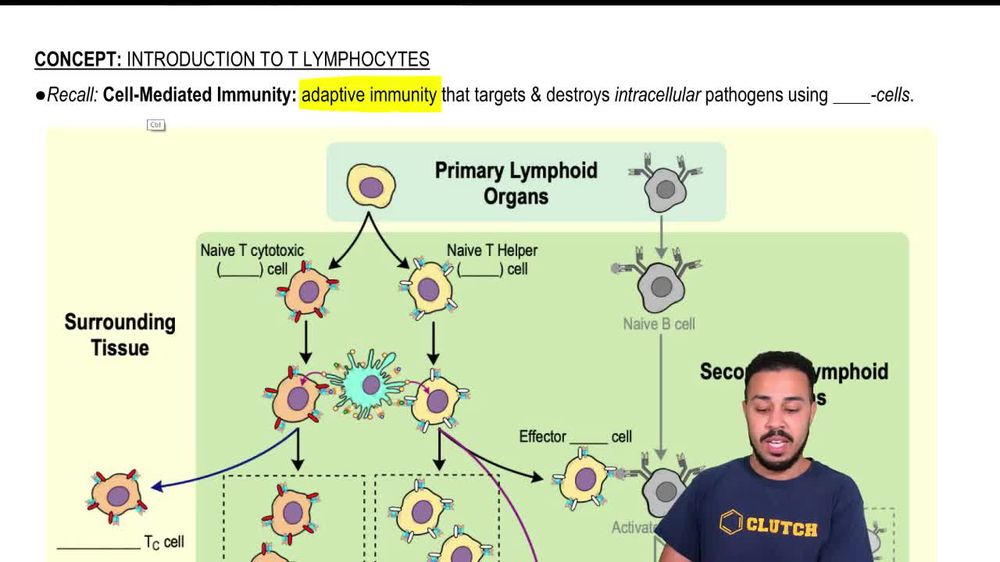 Introduction to T Lymphocytes