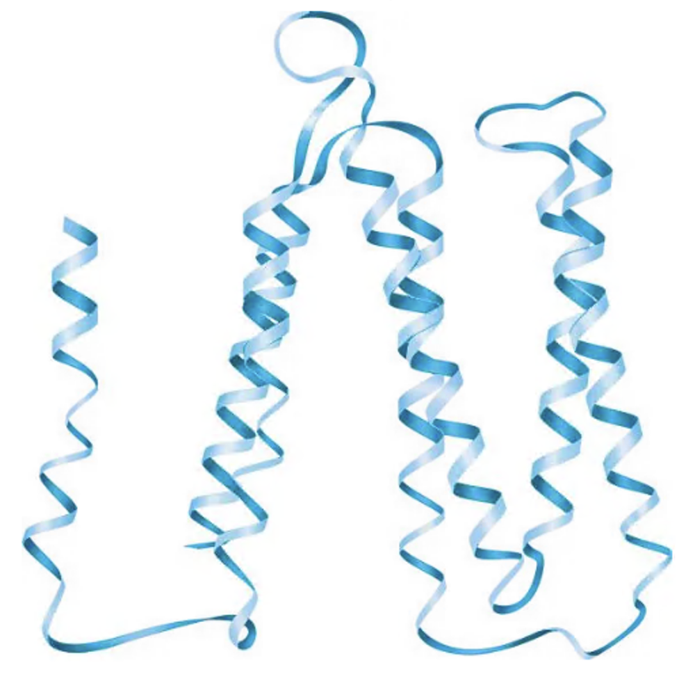 Ribbon diagram of bacteriorhodopsin protein highlighting its primary, secondary, and tertiary structures; quaternary structure absent.