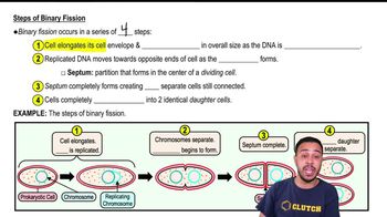 Steps of Binary Fission