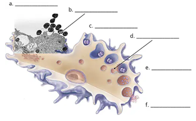 Diagram of a cell undergoing phagocytosis with six labeled steps indicated by blank lines.