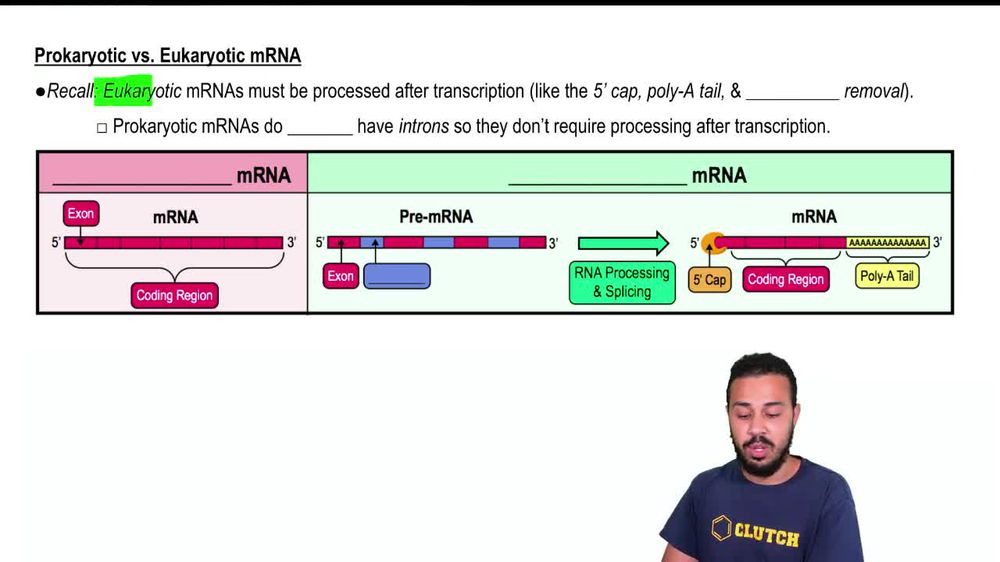 Prokaryotic vs. Eukaryotic mRNA