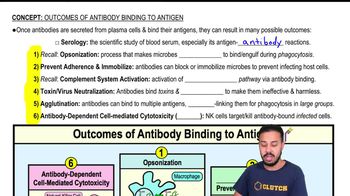 Outcomes of Antibody Binding to Antigen
