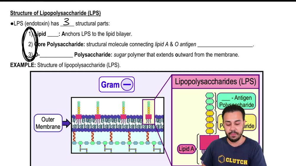 Structure of Lipopolysaccharide (LPS)