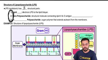 Structure of Lipopolysaccharide (LPS)