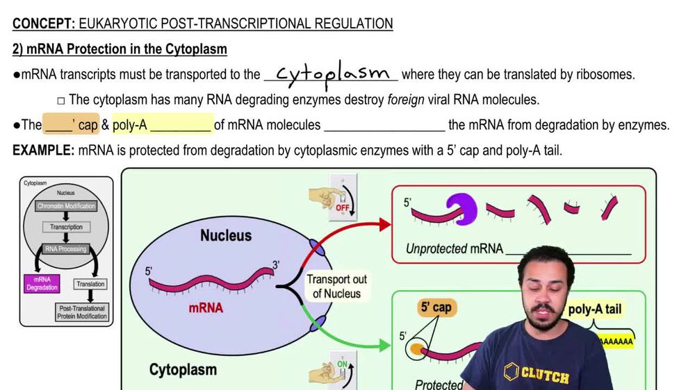 Eukaryotic Post-Transcriptional Regulation