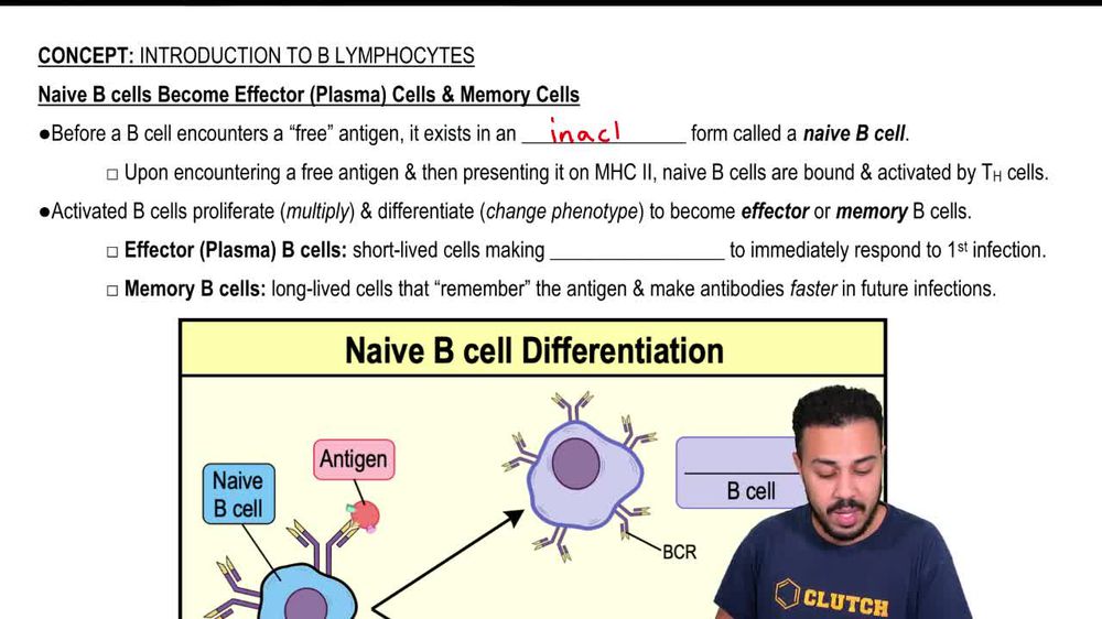 Naive B cells Become Effector (Plasma) Cells & Memory Cells
