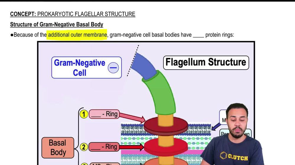 Structure of Gram-Negative Basal Body