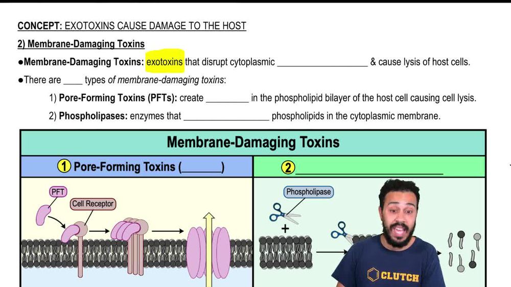 2) Membrane-Damaging Toxins