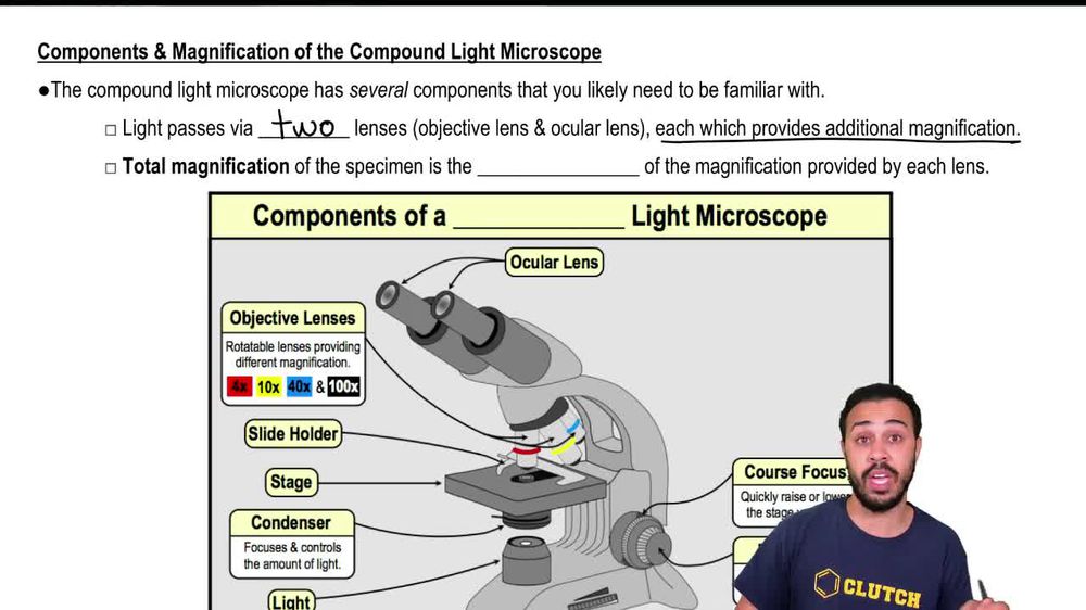 Components & Magnification of the Compound Light Microscope