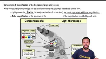 Components & Magnification of the Compound Light Microscope