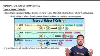 Types of Helper T Cells (TH)