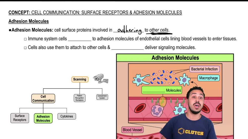 Adhesion Molecules