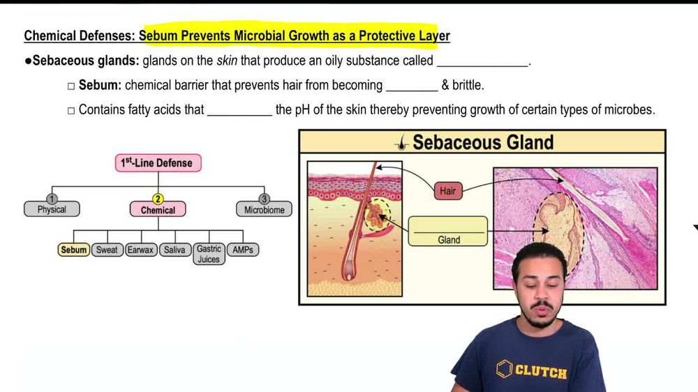 Chemical Defenses: Sebum Prevents Microbial Growth as a Protective Layer