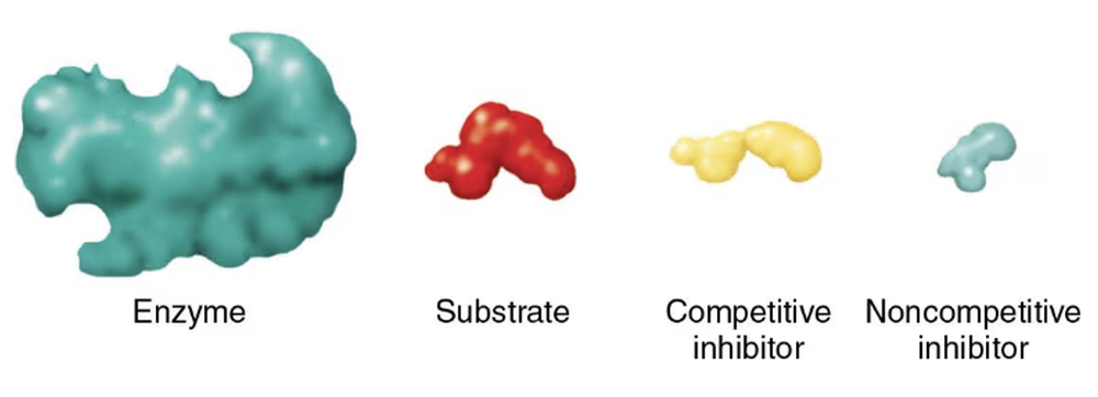Diagram showing enzyme, substrate, competitive inhibitor, and noncompetitive inhibitor as distinct molecular shapes.
