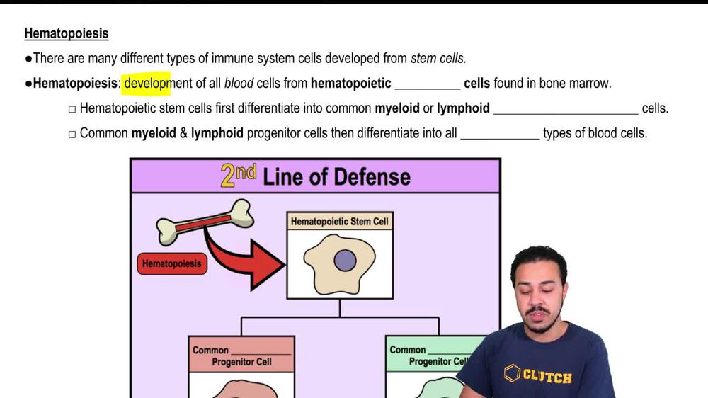 Hematopoiesis