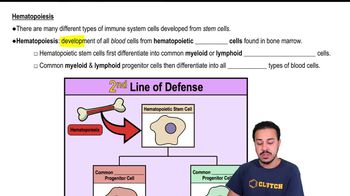 Hematopoiesis