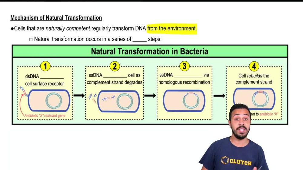 Mechanism of Natural Transformation