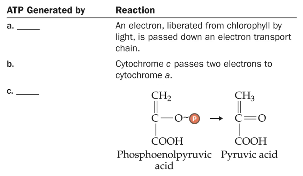 Table showing three ATP generation reactions, including electron transport chain steps and a phosphoenolpyruvic acid to pyruvic acid conversion.