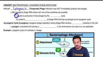 Bacteriophage: Lysogenic Phage Infections