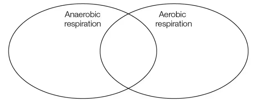 Venn diagram with two overlapping circles labeled Anaerobic respiration and Aerobic respiration for comparing features.