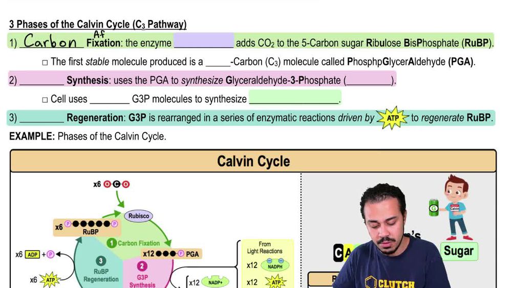 3 Phases of the Calvin Cycle (C3 Pathway)