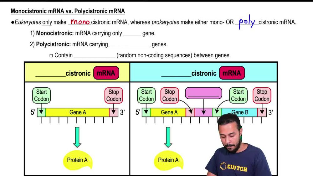 Monocistronic mRNA vs. Polycistronic mRNA