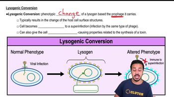 Lysogenic Conversion