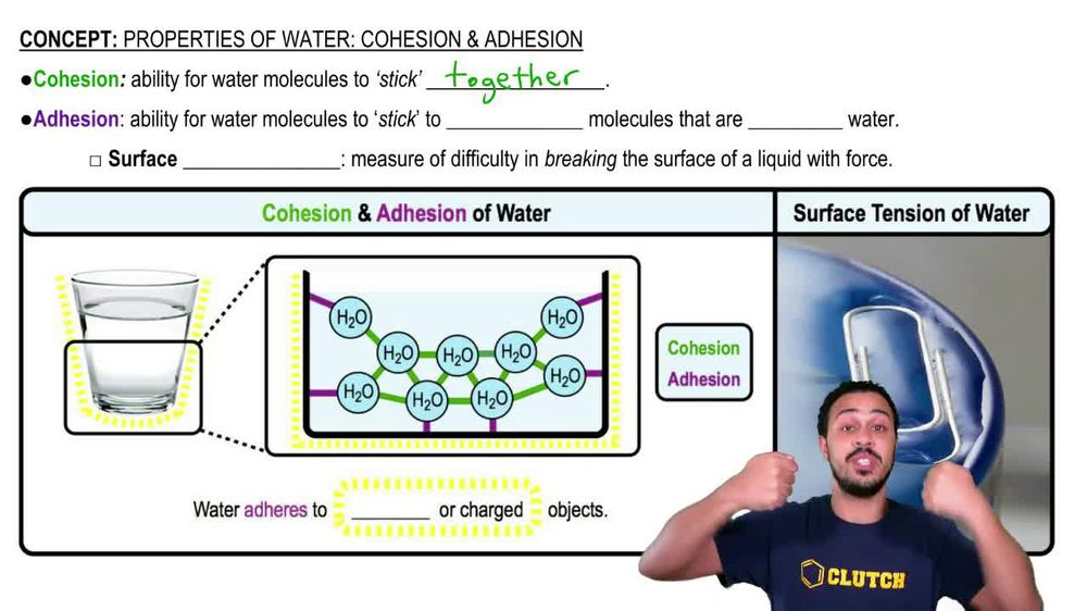 Properties of Water- Cohesion and Adhesion