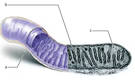Cross-section of a mitochondrion labeled to show glycolysis, citric acid cycle, and electron transport chain locations.