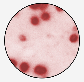 Microscope view showing round, red-stained bacterial cells against a pale pink background.