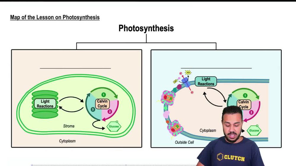 Map of the Lesson on Photosynthesis