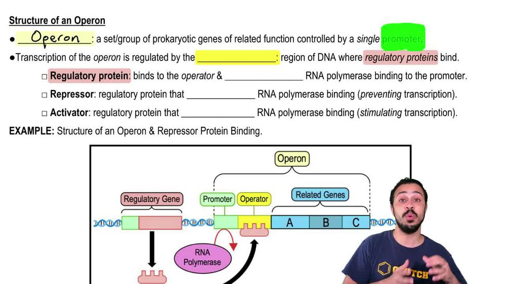 Structure of an Operon