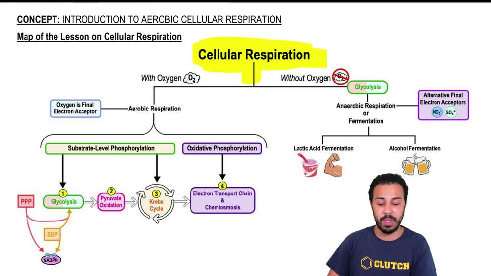 Map of the Lesson on Cellular Respiration