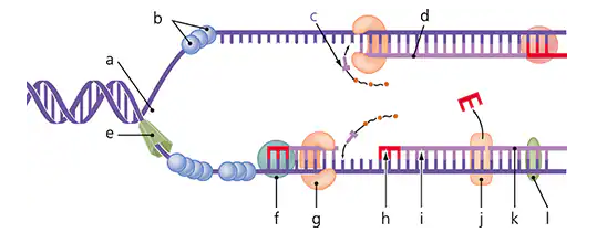 Diagram of DNA replication showing helicase, leading and lagging strands, RNA primer, DNA polymerases I and III, ligase, primase, Okazaki fragments, and replication fork.
