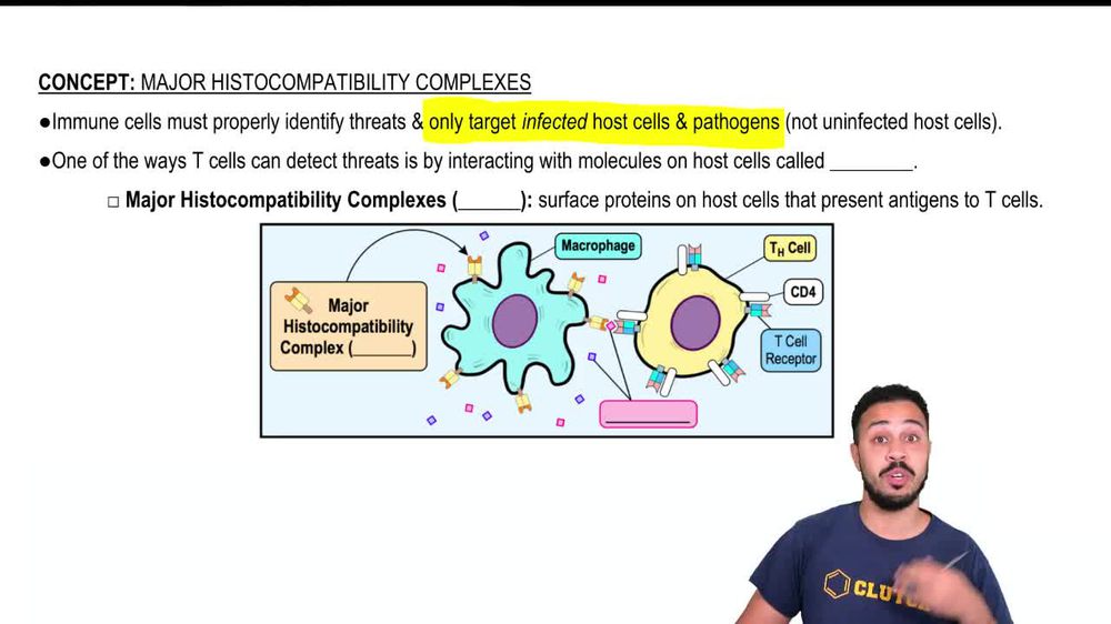 Major Histocompatibility Complex Molecules