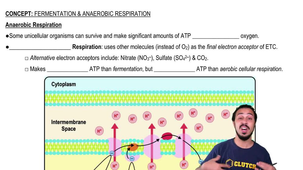 Anaerobic Respiration