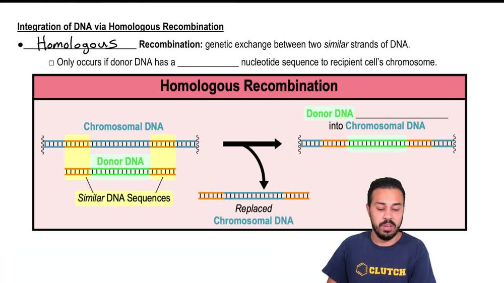 Integration of DNA via Homologous Recombination