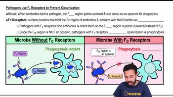 Pathogens Use Fc Receptors to Prevent Opsonization