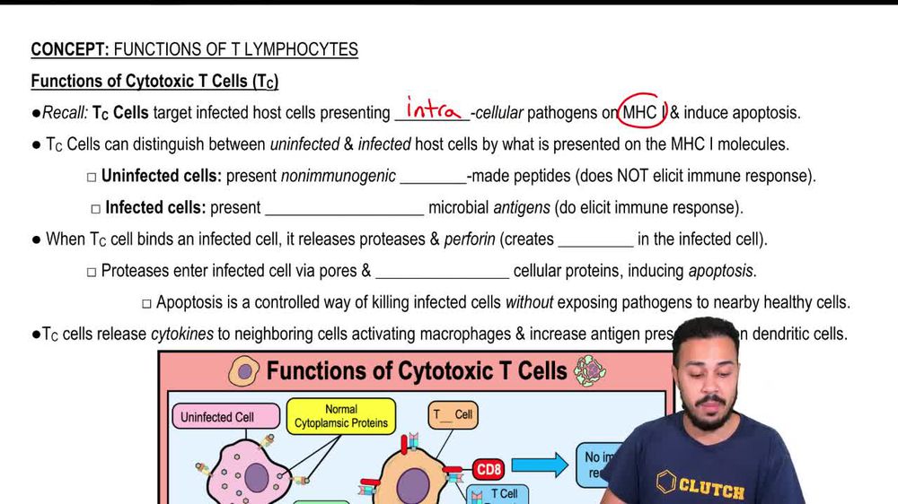 Functions of Cytotoxic T Cells (Tc)