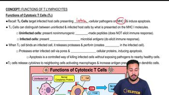 Functions of Cytotoxic T Cells (Tc)