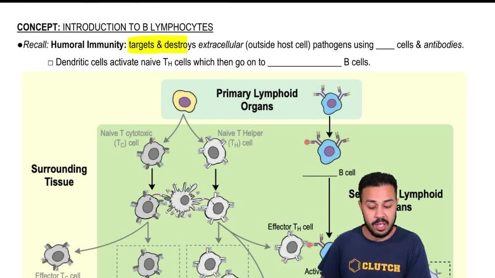 Introduction to B Lymphocytes