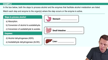 Alcohol Metabolism Example 1