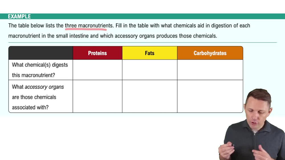 Accessory Organs Example 1