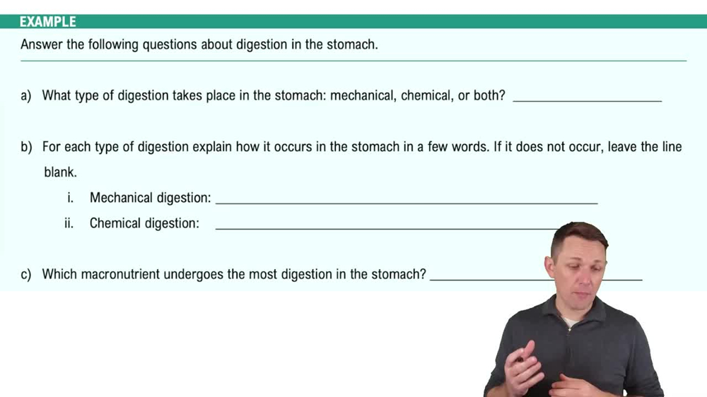 Organs of the Gastrointestinal Tract Example 2