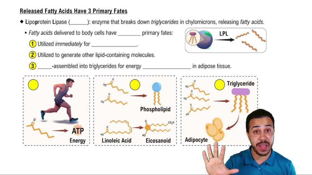 Released Fatty Acids Have 3 Primary Fates