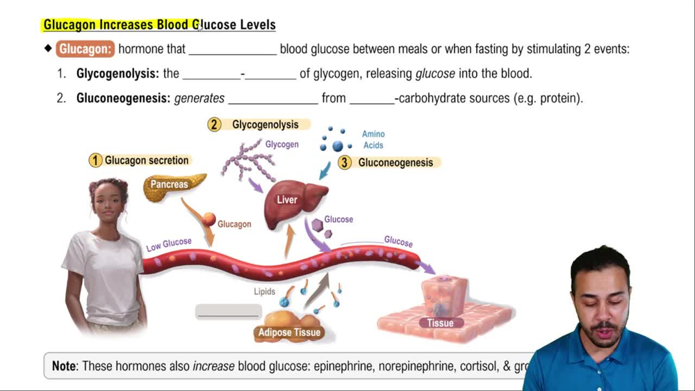 Glucagon Increases Blood Glucose Levels