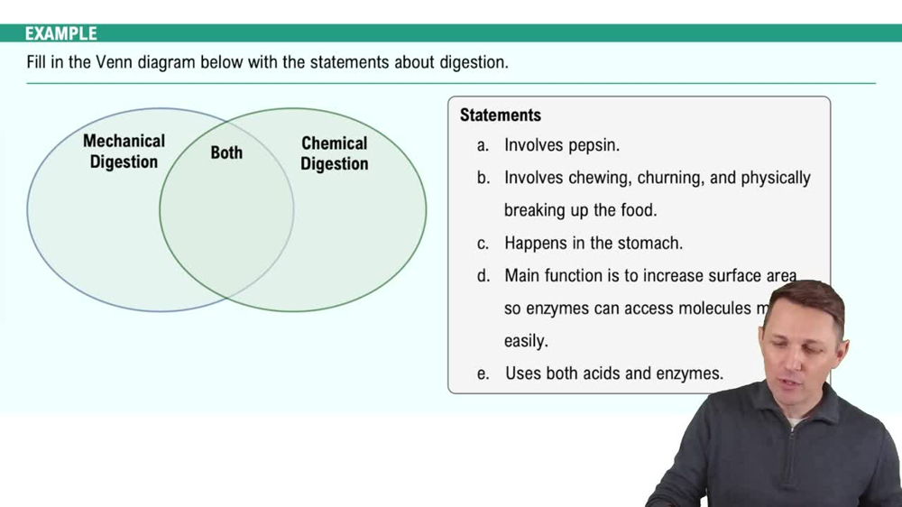 Overview of the Digestive System Example 2