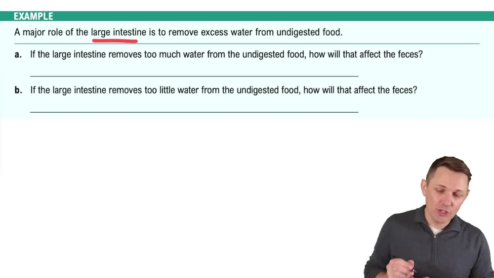 Organs of the Gastrointestinal Tract Example 4