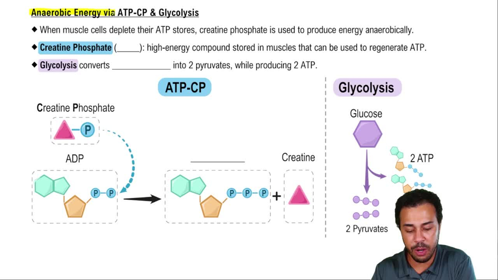 Anaerobic Energy via ATP-CP & Glycolysis