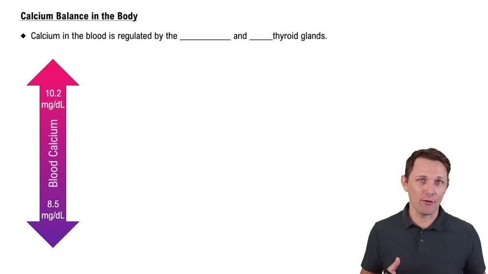 Calcium Balance in the Body